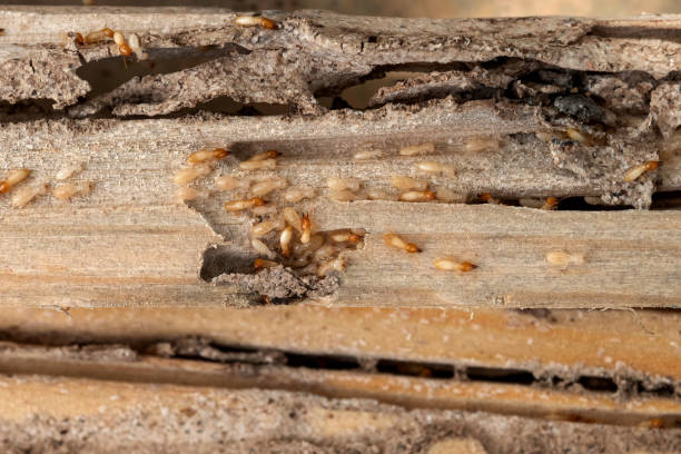 Best Residential Pest Control  in , VT